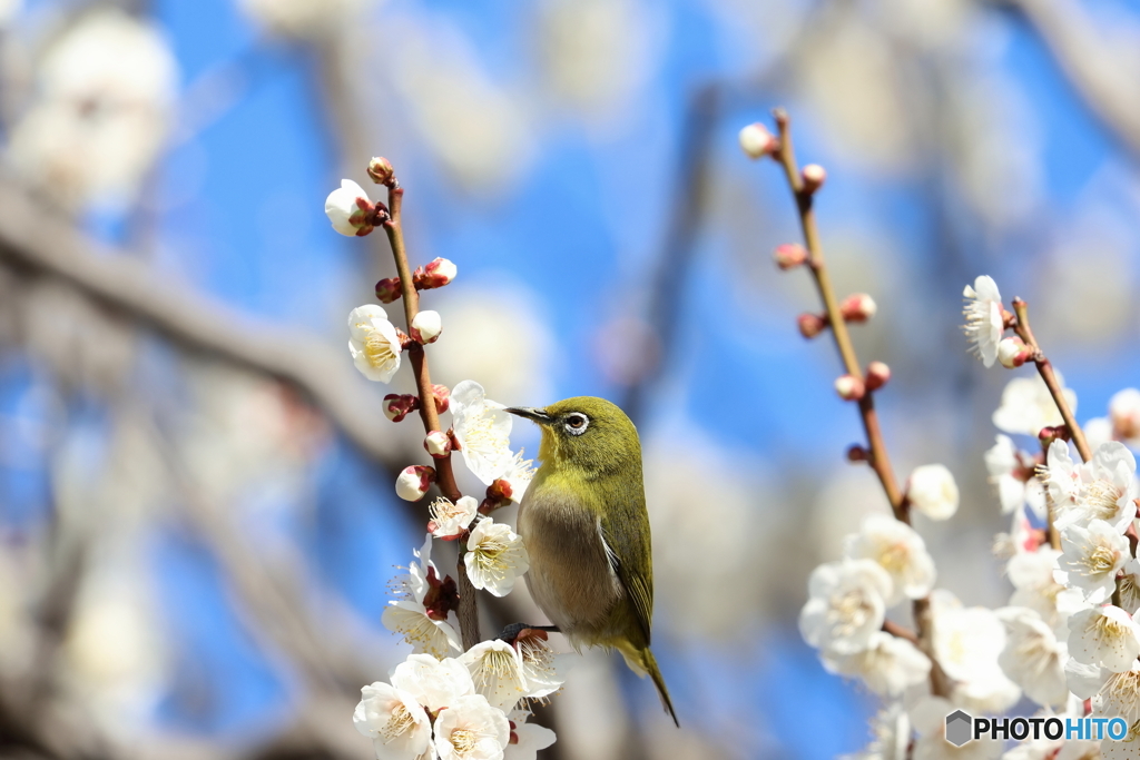 郷土の森