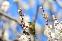 郷土の森