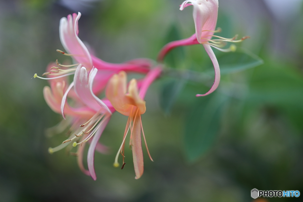 街の花
