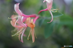 街の花