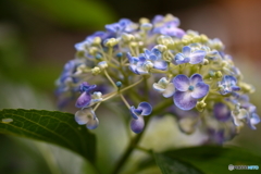 街の花