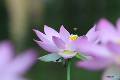 街の花