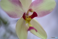 園の花