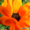 街の花