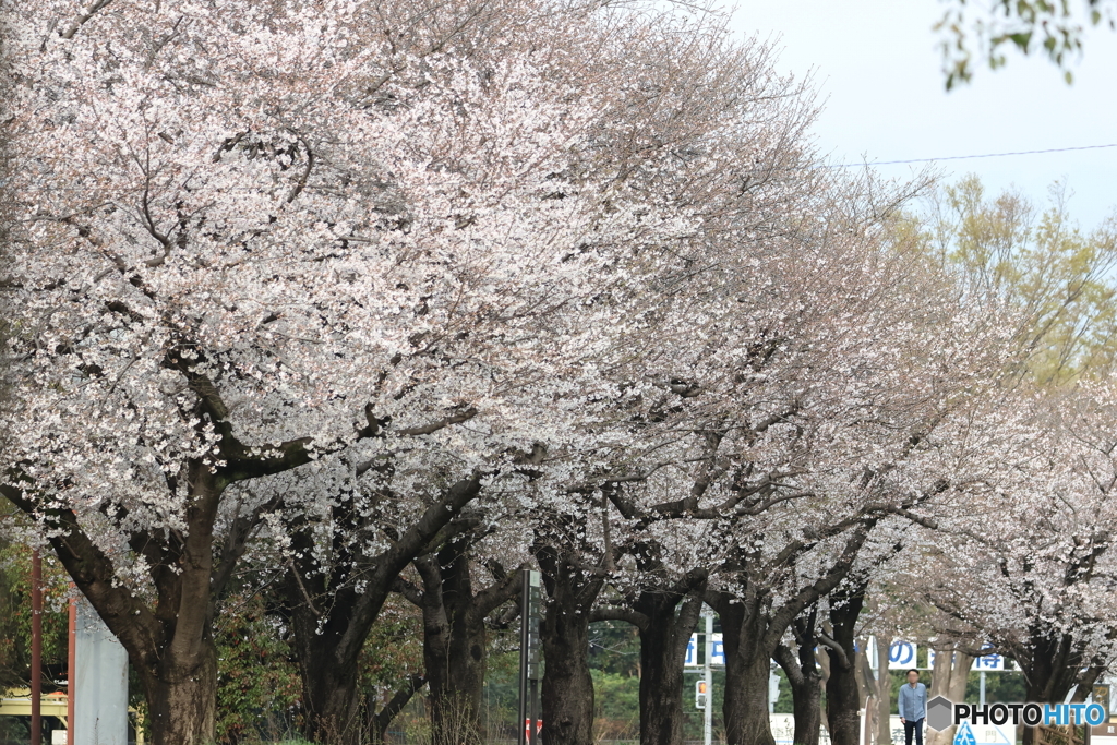 桜