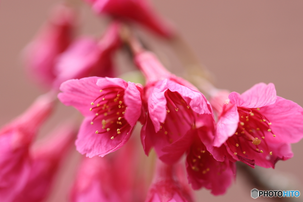 園の花