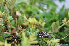 昆虫シリーズ