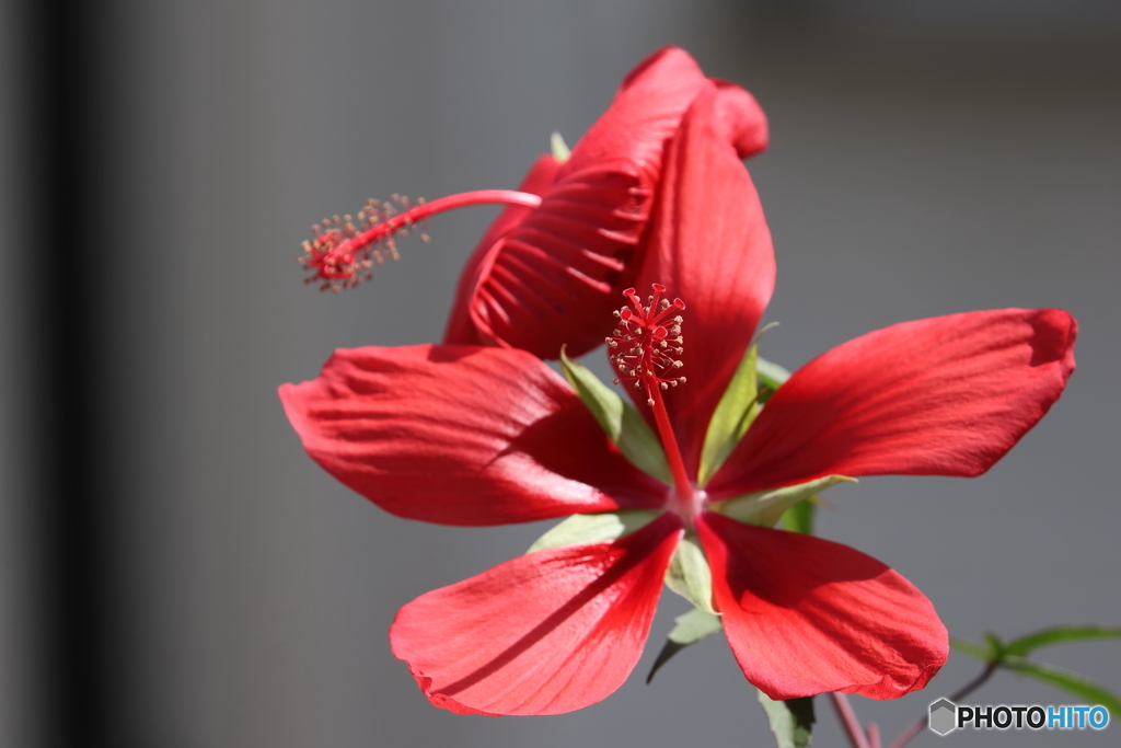 街の花