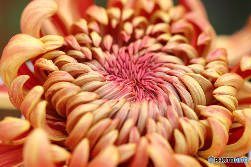 菊の花