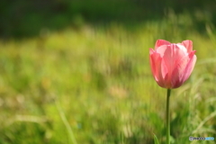 街の花