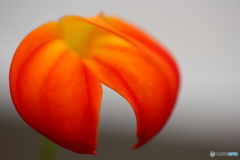 園の花