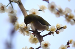 野鳥33