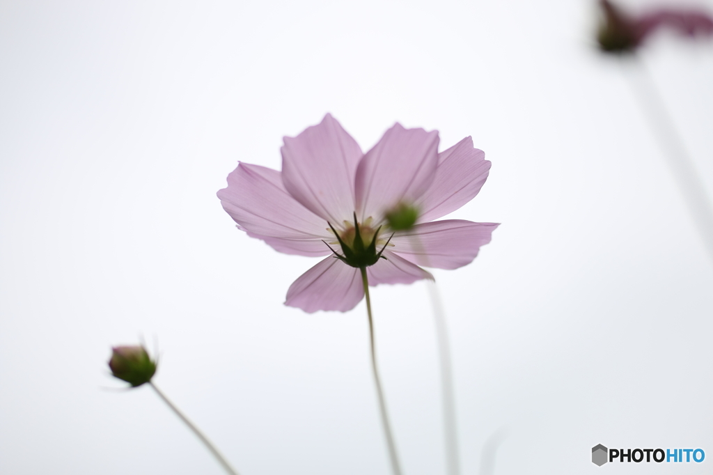 秋花