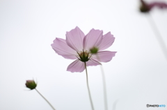 秋花