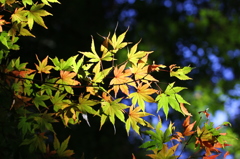 高尾山・紅葉