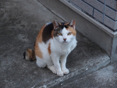 動物　猫１