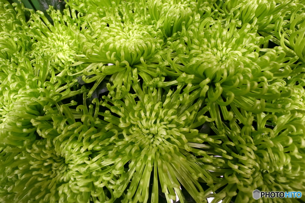 街の花