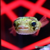 アク和リウム