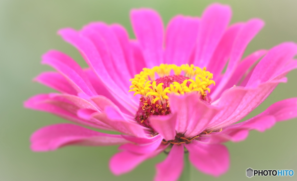 街の花