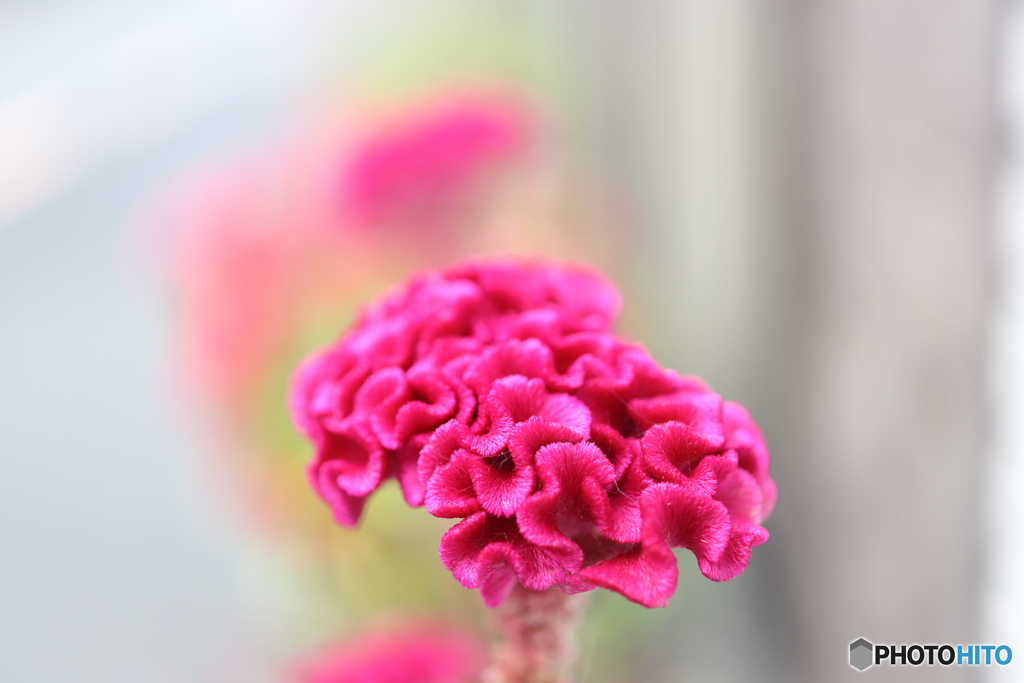 街の花