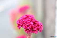 街の花