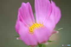 秋花