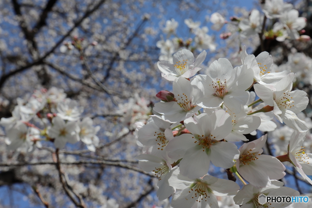 街の花