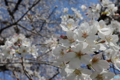 街の花