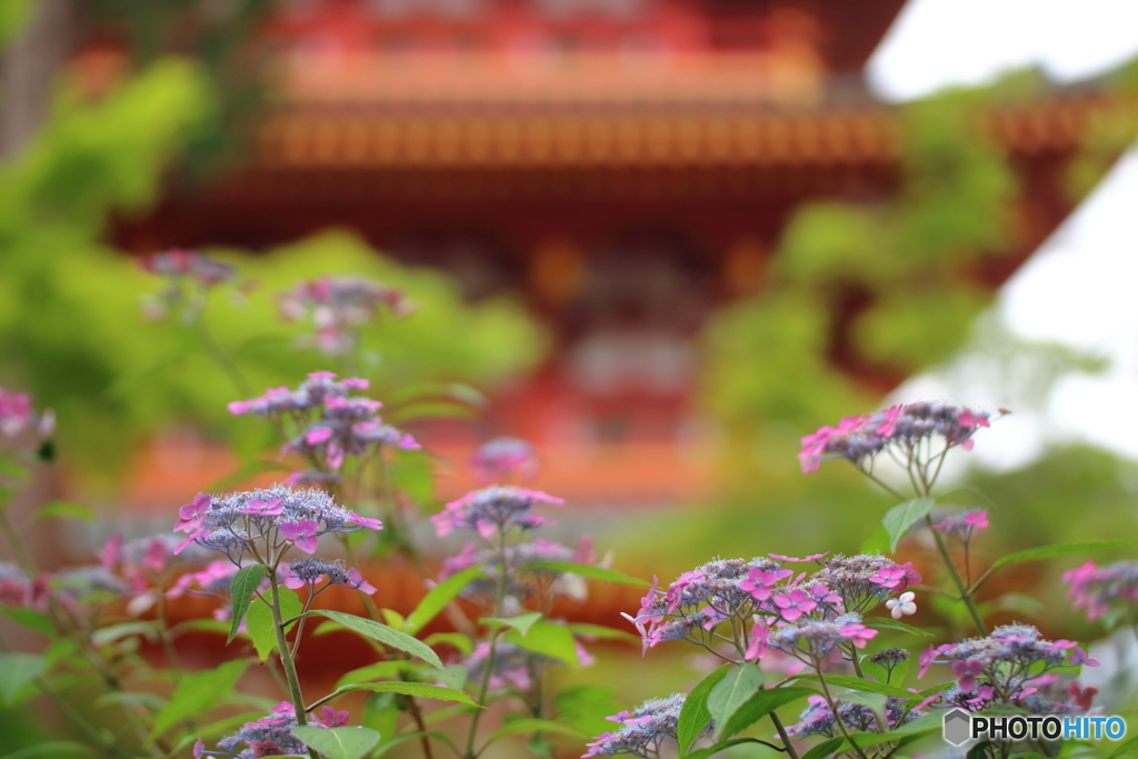 紫陽花