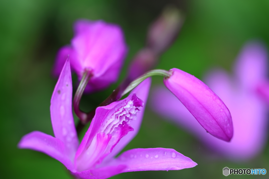 街の花