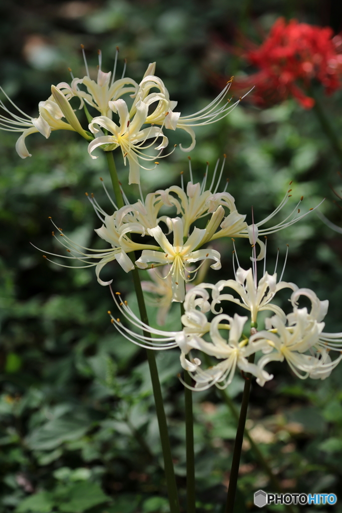 郷土の森