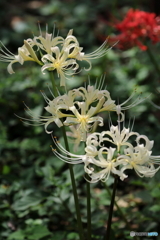 郷土の森