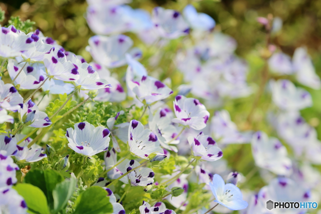 園の花