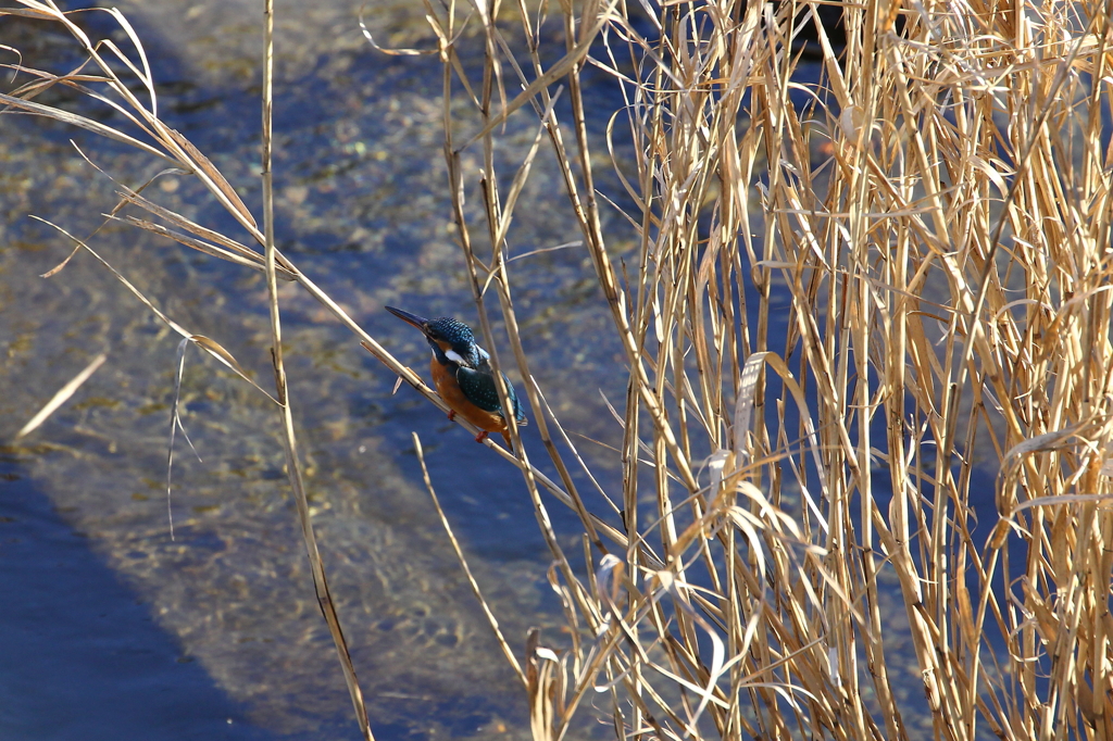 野鳥（大栗川）