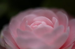 街の花
