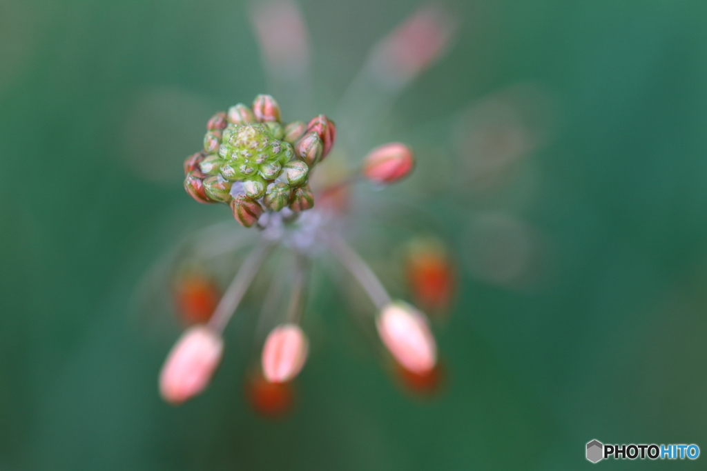 街の花