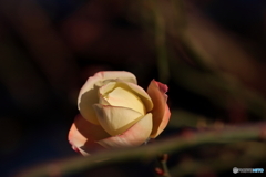 街の花