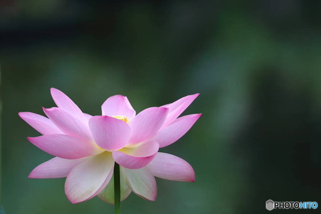 街の花