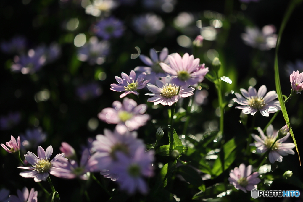 街の花