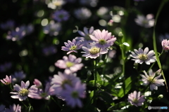 街の花