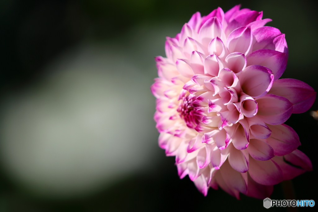 園の花