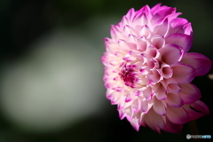 園の花