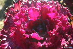 街の花