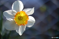 街の花