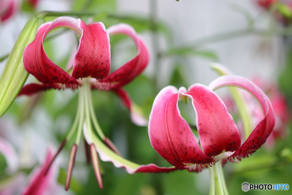 街の花 by H50 （ID：13587691） - 写真共有サイト:PHOTOHITO