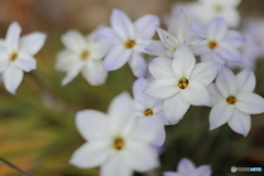 街の花