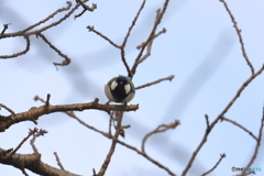 野鳥