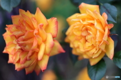街の花