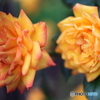 街の花