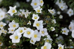 街の花